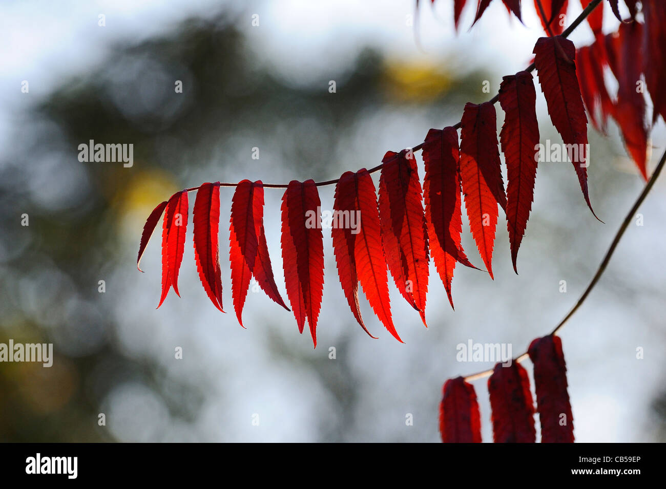 The autumn coloured leaves of a Stag`s horn sumach plant Stock Photo